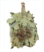 Веник дубовый с таволгой в упаковке